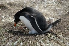 Eselspinguin (22 von 97).jpg